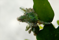 Simocarcinus simplex