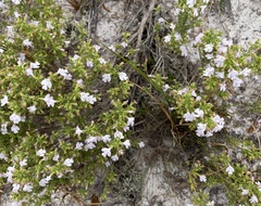 Clinopodium ashei image