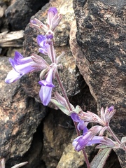 Collinsia greenei