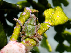 Simocarcinus simplex