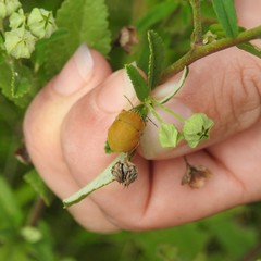 Orsilochides leucoptera
