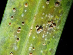 Chrysomphalus aonidum