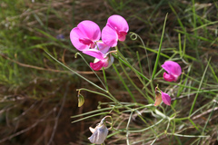 Lathyrus pulcher