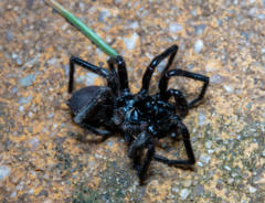 Hadronyche modesta