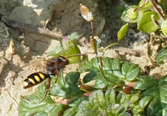 Nomada fulvicornis