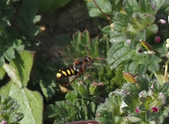 Nomada fulvicornis