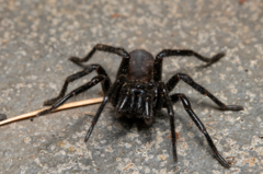 Hadronyche modesta