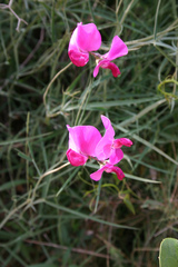 Lathyrus pulcher