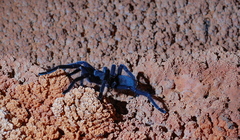 Encyocrates raffrayi