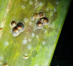 Chrysomphalus aonidum