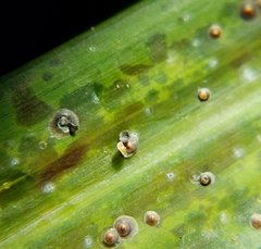 Chrysomphalus aonidum