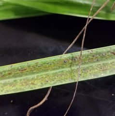 Chrysomphalus aonidum