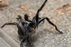 Hadronyche modesta