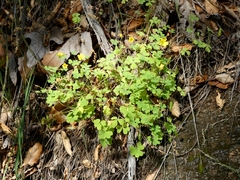 Oxalis californica