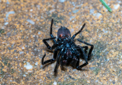 Hadronyche modesta