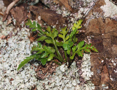 Asplenium haurakiense