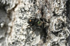 Phidippus audax