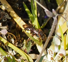 Nomada fucata