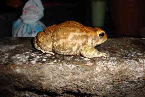 confusing toad