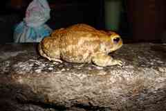 Incilius perplexus