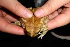 Incilius perplexus