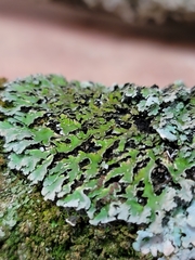 Physconia leucoleiptes