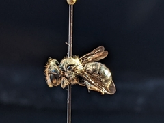 Osmia cordata