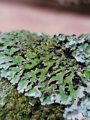 Physconia leucoleiptes