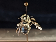 Osmia cordata
