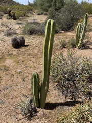 Lophocereus