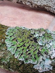 Physconia leucoleiptes