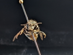 Osmia cordata