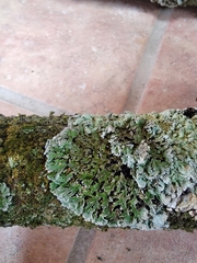 Physconia leucoleiptes