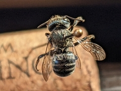 Osmia cordata