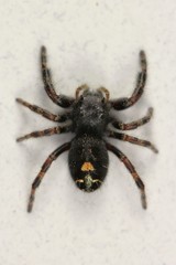 Phidippus audax