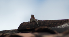 Sceloporus aureolus