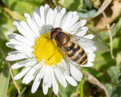 Epistrophe melanostoma