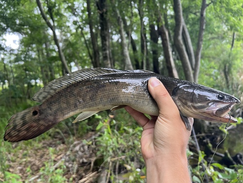 Ruddy Bowfin