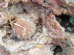 Echinocereus pectinatus rutowiorum