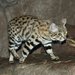 Black-footed Cat - Photo (c) Ltshears, some rights reserved (CC BY-SA)