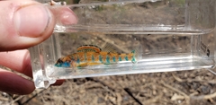 Etheostoma stigmaeum