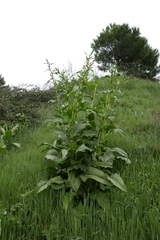 Rumex cristatus
