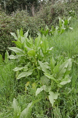 Rumex cristatus