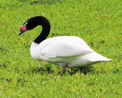 Cygnus melancoryphus