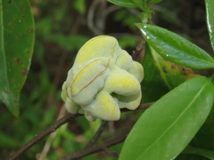 Exobasidium symploci