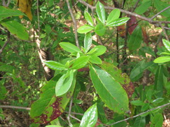 Exobasidium symploci