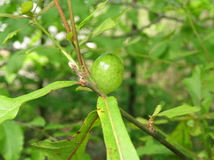 Amphibolips melanocera