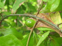 Amphibolips melanocera