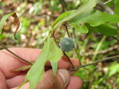 Amphibolips melanocera
