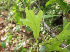 Amphibolips melanocera